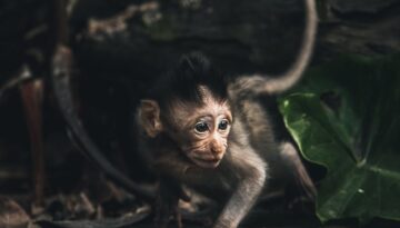 monkey-photo-2679743