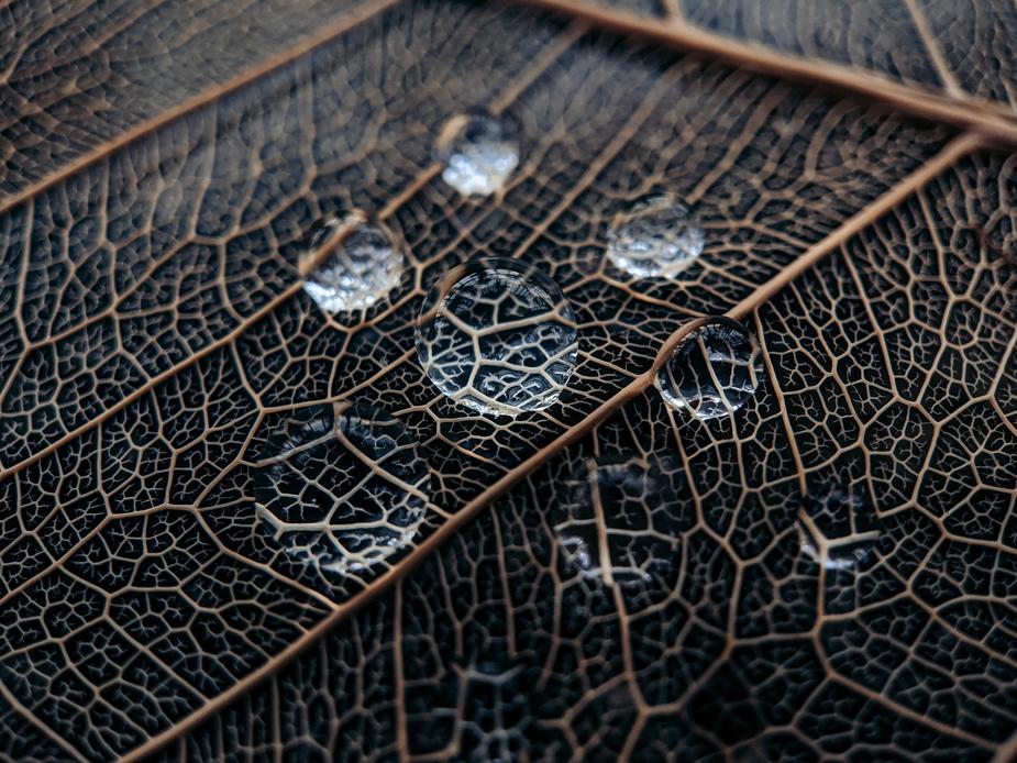 Macro of water droplets magnify leaf