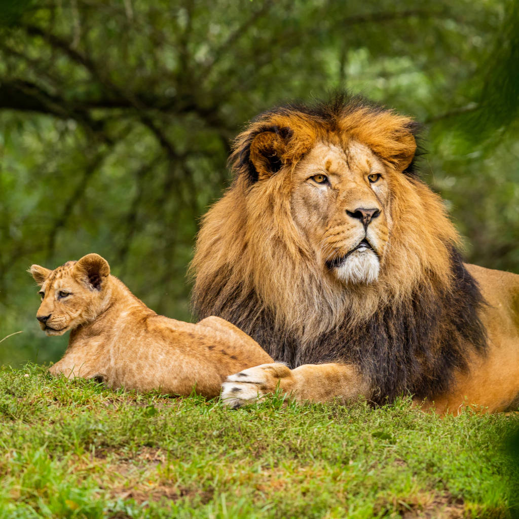 wildlife lions SQ