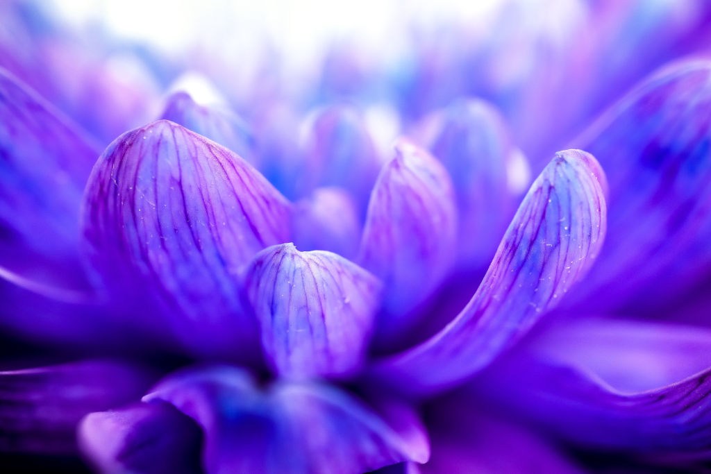 Macro Shot of Petals by Dustin Humes