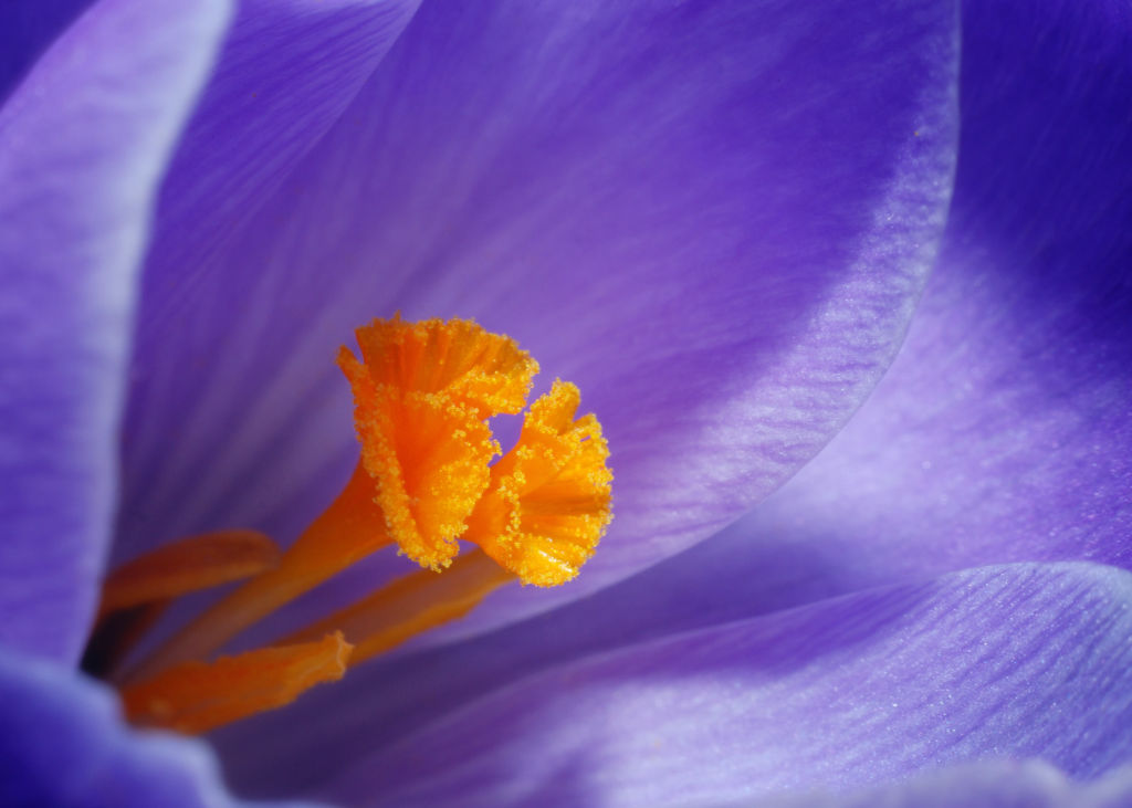 Macro Shot of Flower by Mister Starman